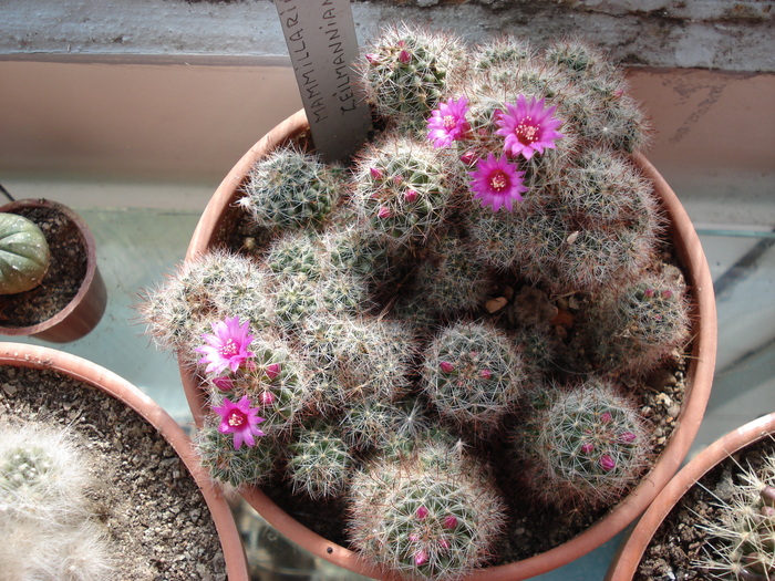 DSC08784 - Cactusi