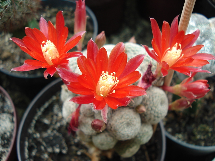 DSC08804 - Cactusi