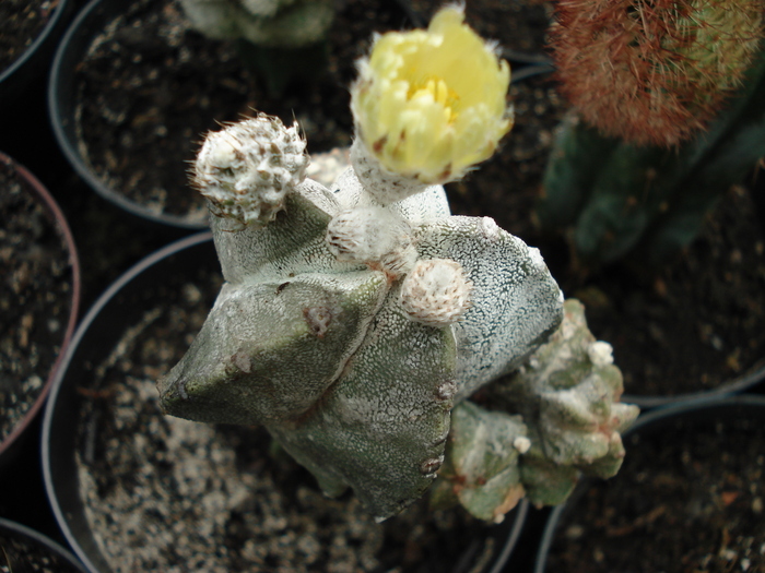 DSC08822 - Cactusi