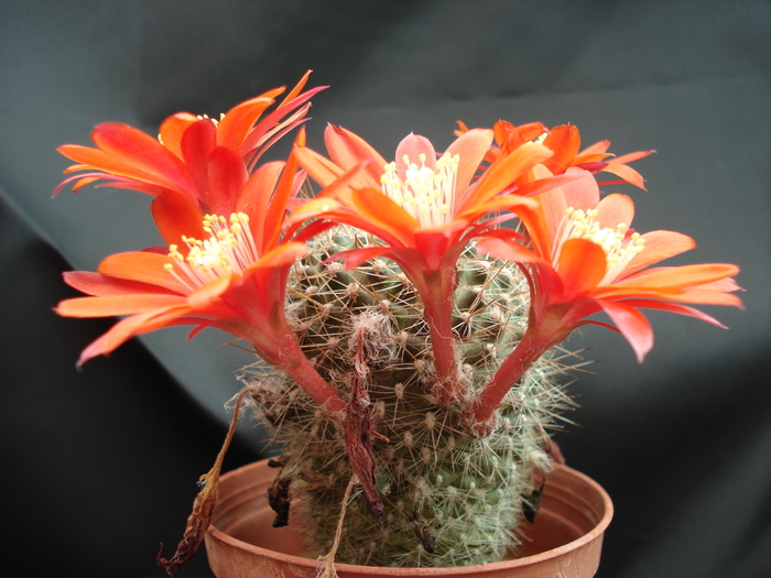 DSC08829 - Cactusi