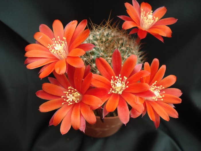 DSC08830 - Cactusi