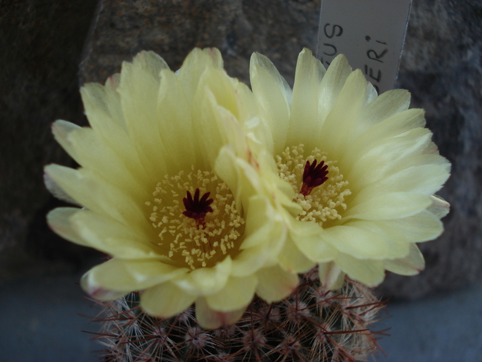 DSC08835 - Cactusi