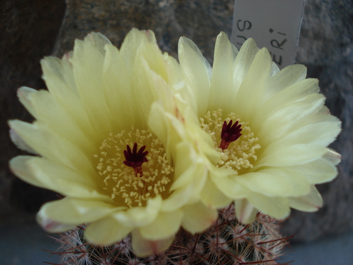 DSC08837 - Cactusi