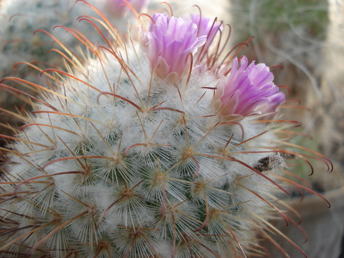 DSC08864 - Cactusi