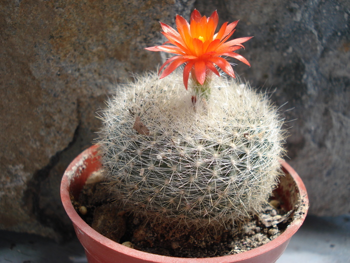 DSC09303 - Cactusi