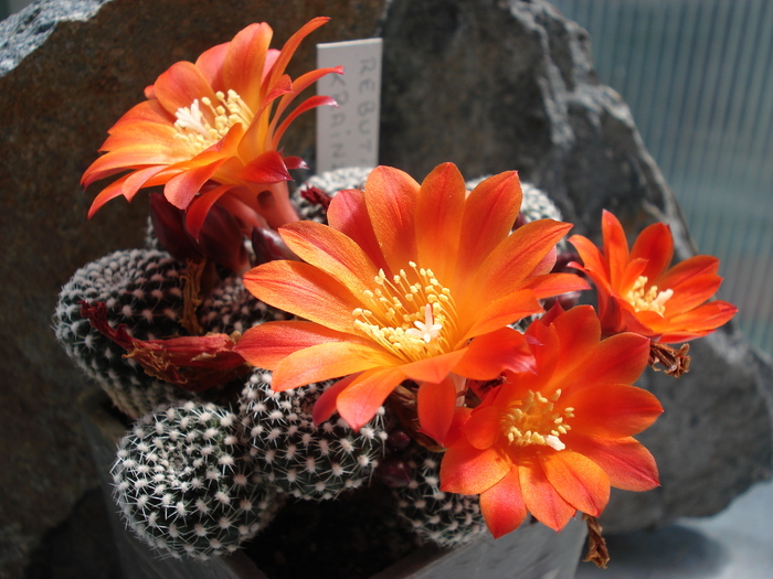 DSC09308 - Cactusi