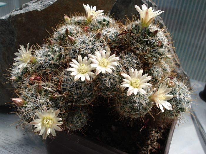 DSC09316 - Cactusi