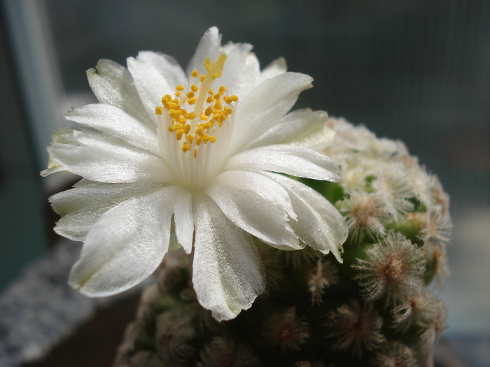 DSC09319 - Cactusi