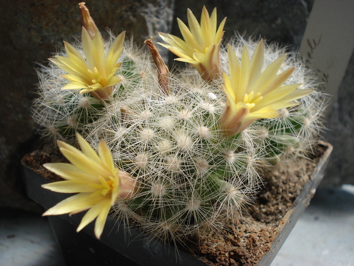 DSC09323 - Cactusi