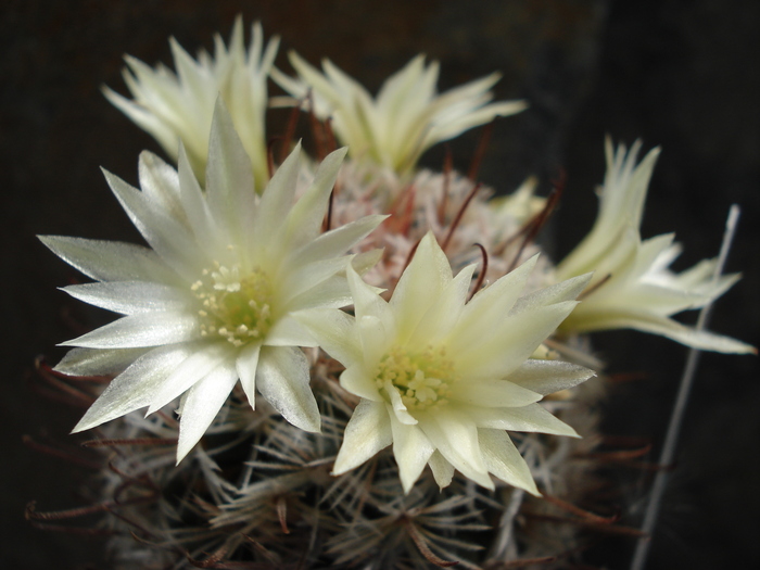 DSC09328 - Cactusi