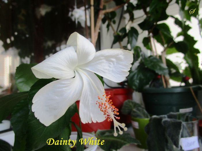 Dainty White (17-08-2016) - Hibiscusi 2016