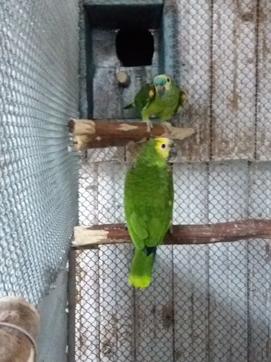 20160817_091320 - Papagal Amazon