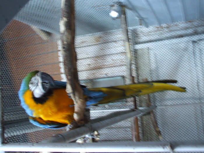 DSCF1253 - Papagal Ara Arauna