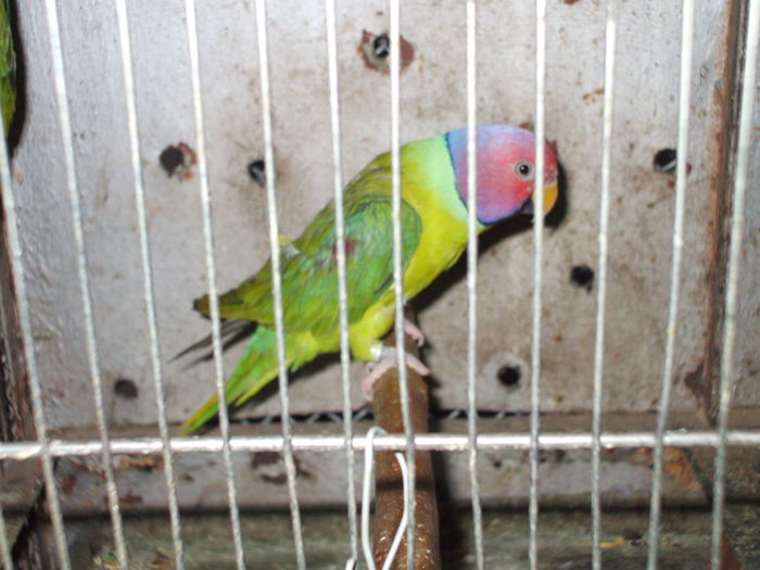 DSCF1230 - Papagal Cap de Pruna