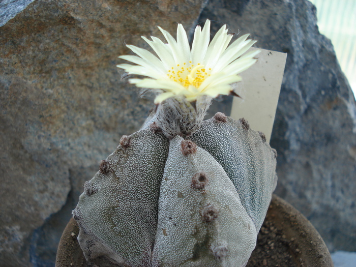 DSC09332 - Cactusi