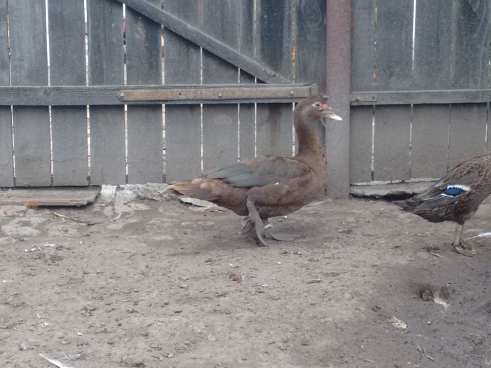 IMG_20160817_124139376