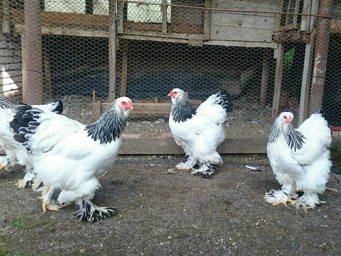 femele BHD tineret august 2016