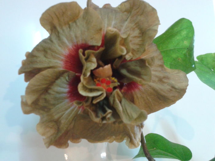 Fotografie0154_1 - HIBISCUS 2016