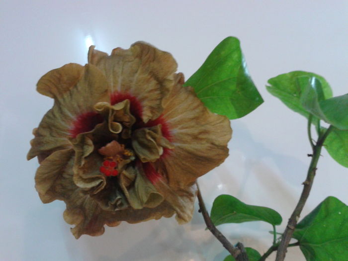 PEACH  ALLEY???-trebuia sa fie - HIBISCUS 2016