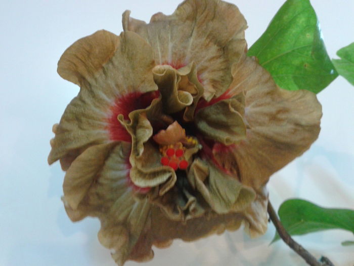 Fotografie0151_1 - HIBISCUS 2016