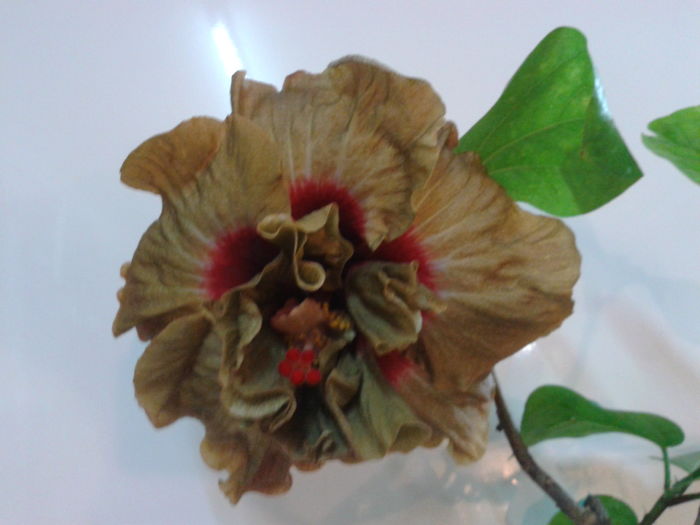 Fotografie0150_1 - HIBISCUS 2016