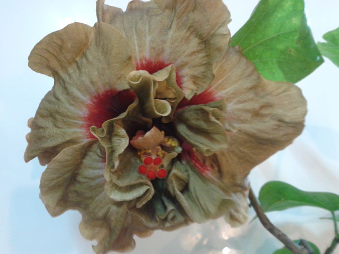 Fotografie0148_1 - HIBISCUS 2016