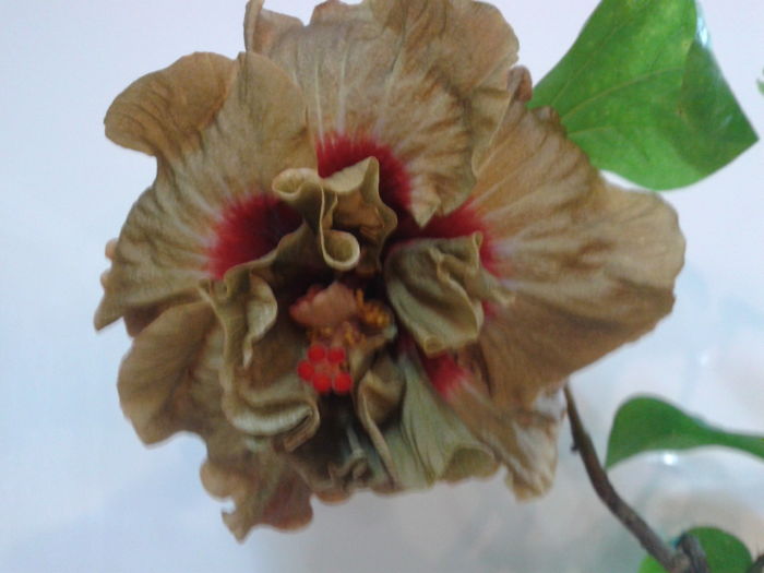 Fotografie0145_1 - HIBISCUS 2016