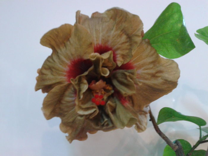 Fotografie0142_1 - HIBISCUS 2016