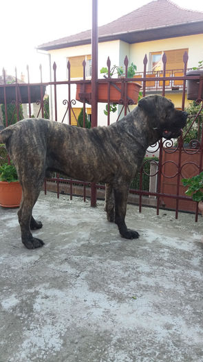 hector 1 - catei CaneCorso