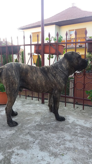 hector - catei CaneCorso