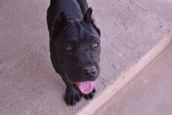  - catei CaneCorso