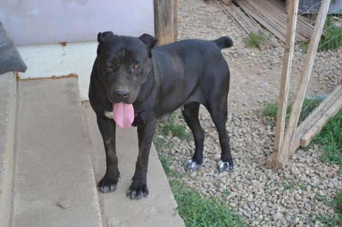  - catei CaneCorso