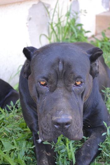  - catei CaneCorso