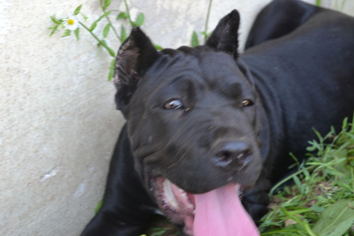  - catei CaneCorso