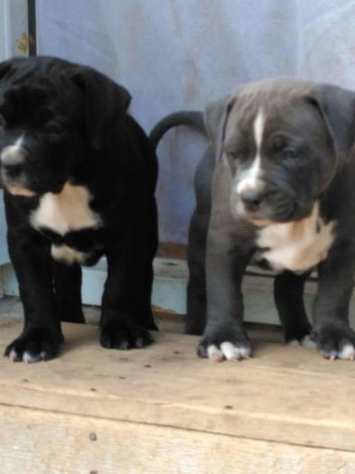 received_313104282371590 - American bully