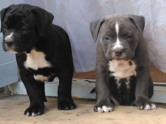 received_313104359038249 - American bully