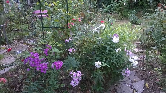  - Phlox si alte perene