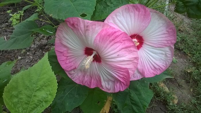 In pepiniera - 2016 Hibiscus de gradina