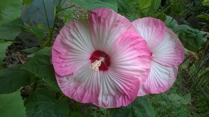  - 2016 Hibiscus de gradina