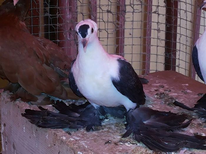 vândut lui Marius Mariusică(Blaj)