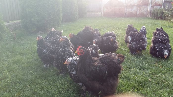 20160816_184614 - tineret 2016