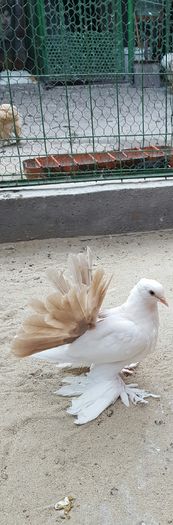 Femela2016.Dnu.Marius.Loc.PODARI.JUD.Dolj