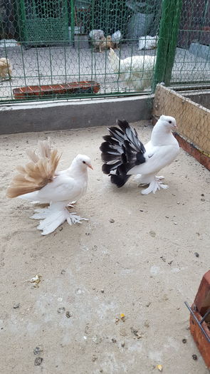 Pereche2016.Dnu.Marius.Loc.PODARI.Jud.Dolj