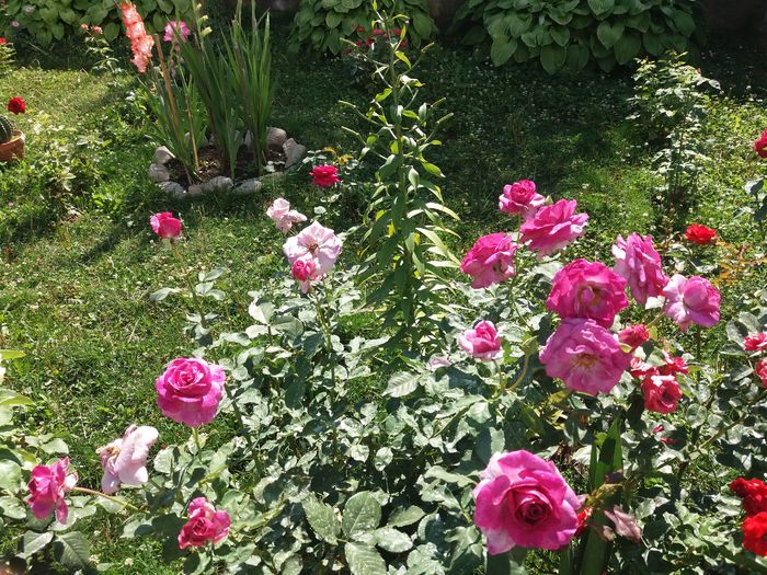 cum sa nu il iubesti?!