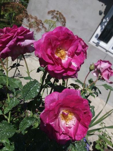 20160817_124717 - Violette Parfumee