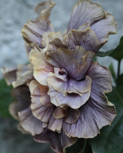 Hibiscus Stormy Days