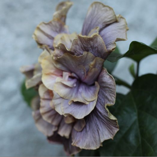 Hibiscus Stormy Days