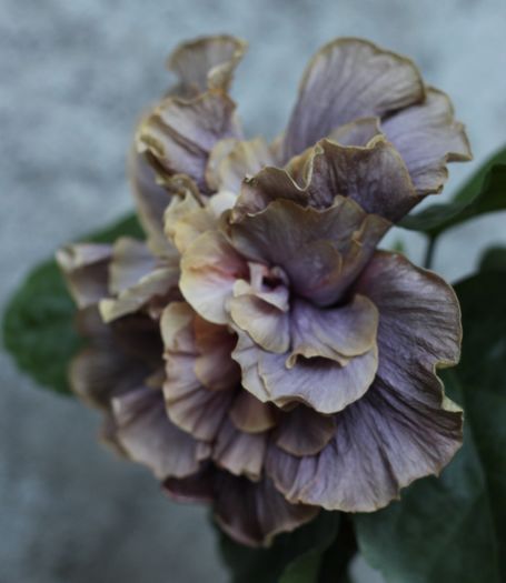 Hibiscus Stormy Days