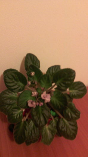 16.08.016 - Violete 2013---2020