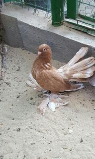 Femela2016.Dnu.LIVIU.LOC.CRAIOVA.JUD DOLJ